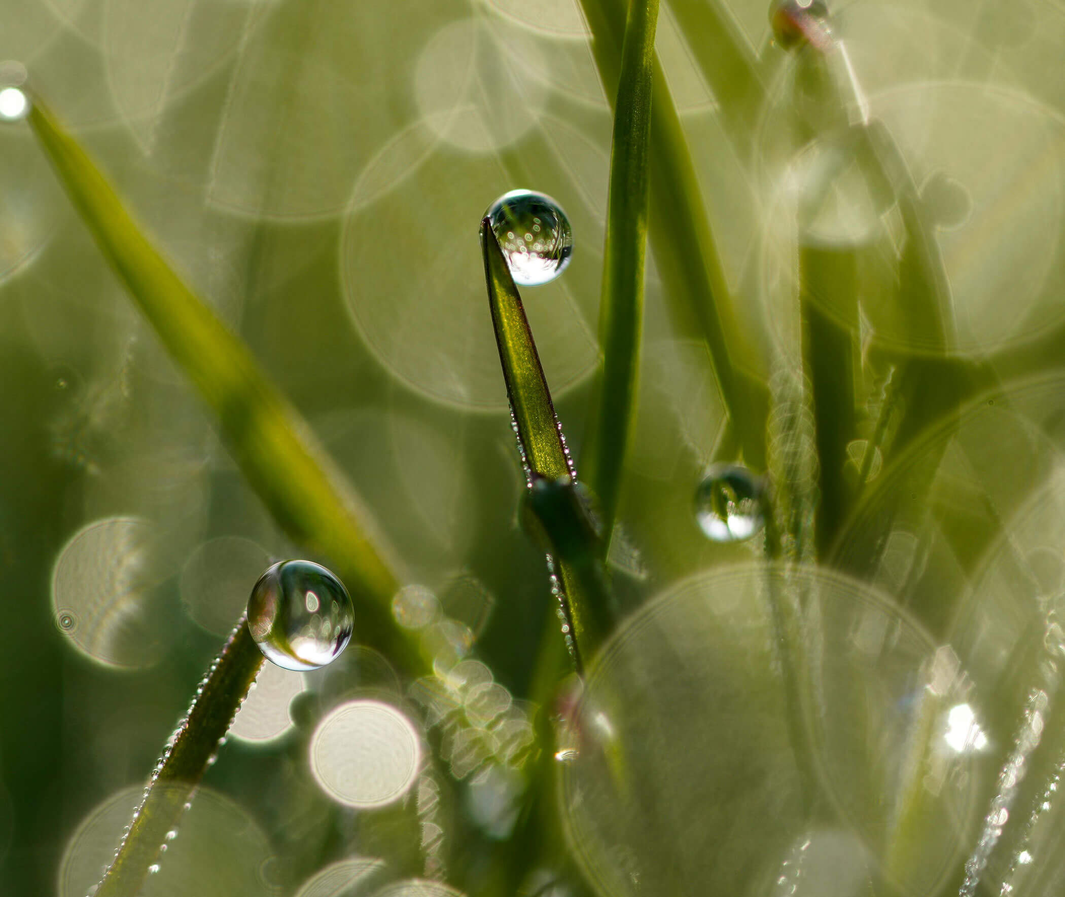 Wassertropfen auf Grashalmen