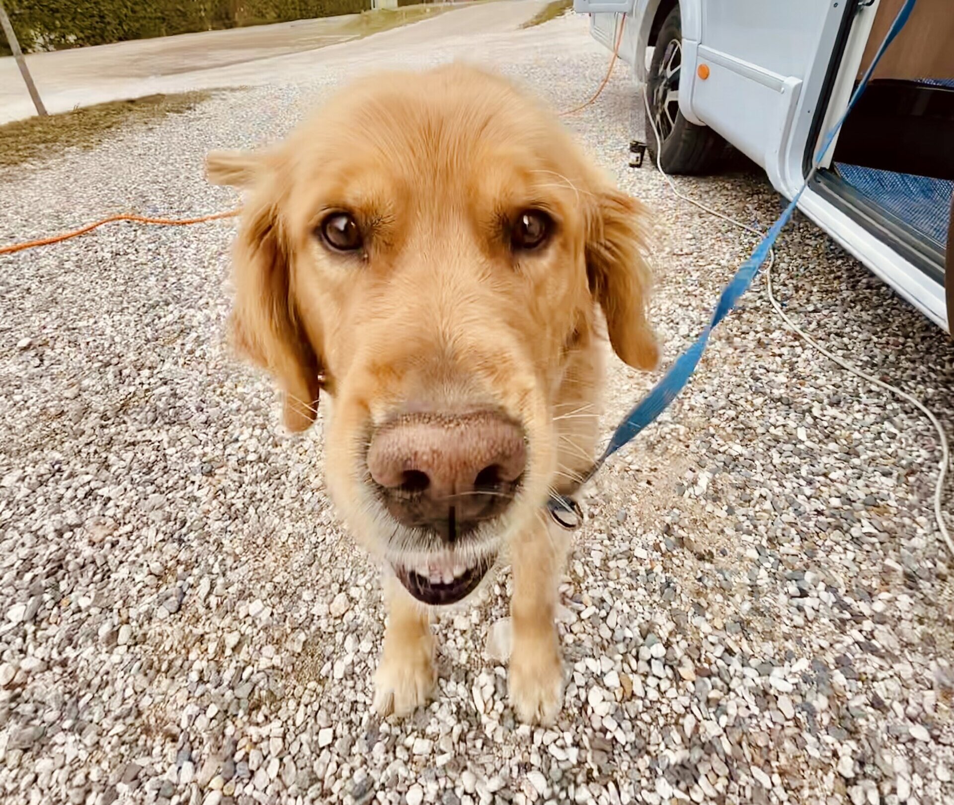 Golden Retriever an einer blauen Leine steht auf Kies in der Nähe eines Fahrzeugs und schaut direkt in die Kamera. - Camping Al Plan