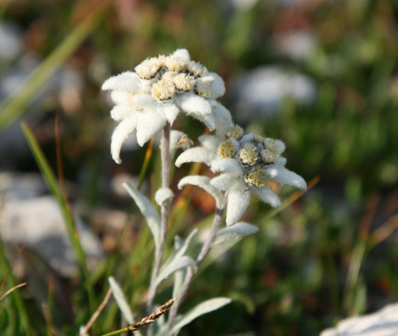 Zwei weiße Edelweißblüten mit wuscheligen Blütenblättern inmitten von grünem Gras und Steinen. - Camping Al Plan