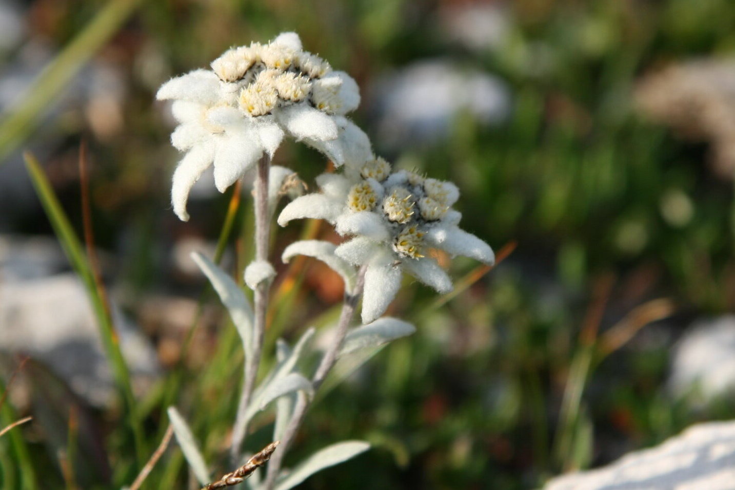 Nahaufnahme von zwei Edelweißblüten mit weißen Blütenblättern und flauschiger Textur, die zwischen Gras und Steinen wachsen. - Camping Al Plan