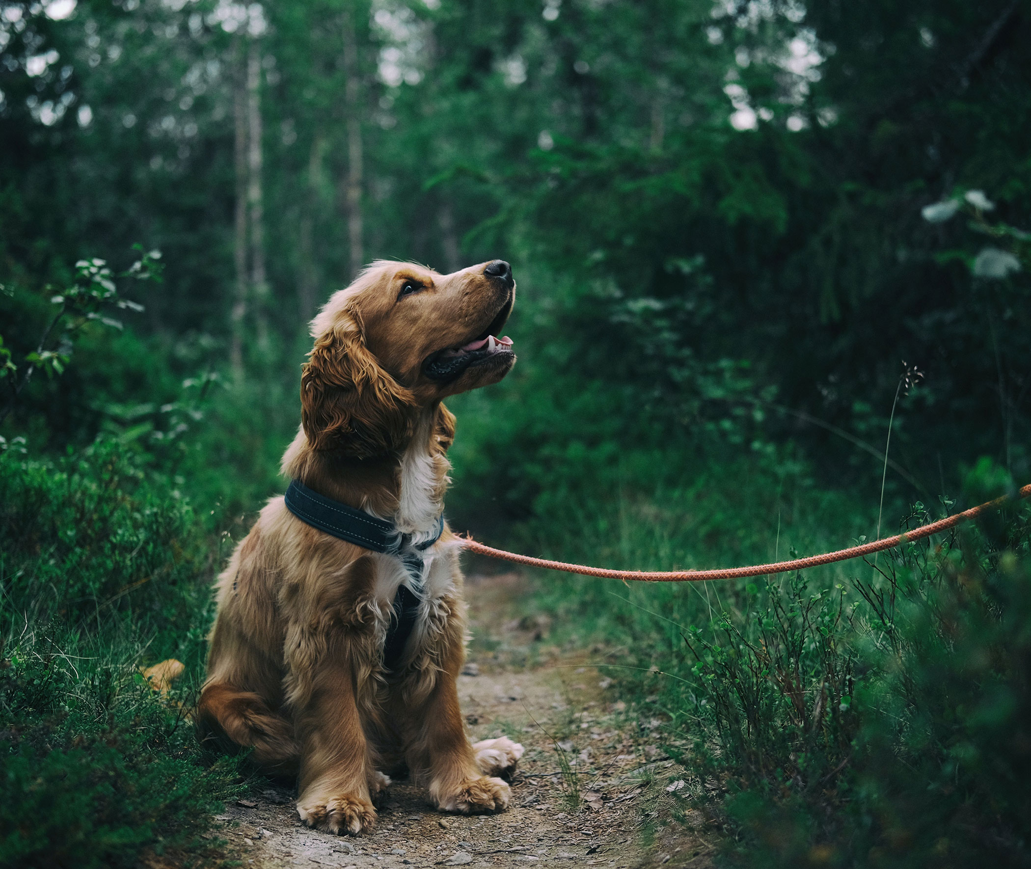 Vacanza con il cane