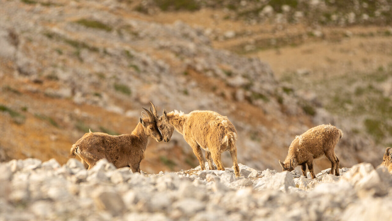 Drei wilde Ziegen stehen auf felsigem Gelände, zwei kuscheln miteinander und eine grast in der Nähe. - Camping Al Plan